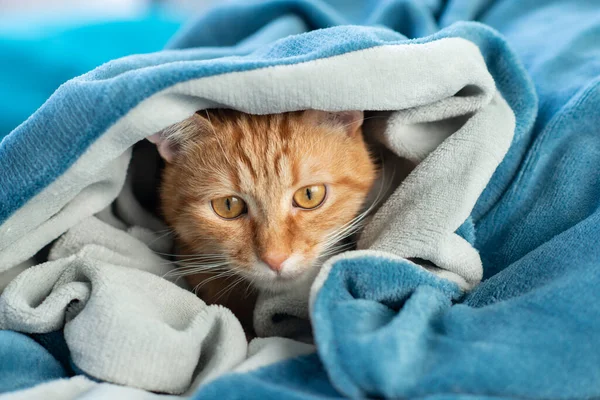 stock image Cute young red tabby cat lying on sofa and peeking out from under the blanket, funny pet at home