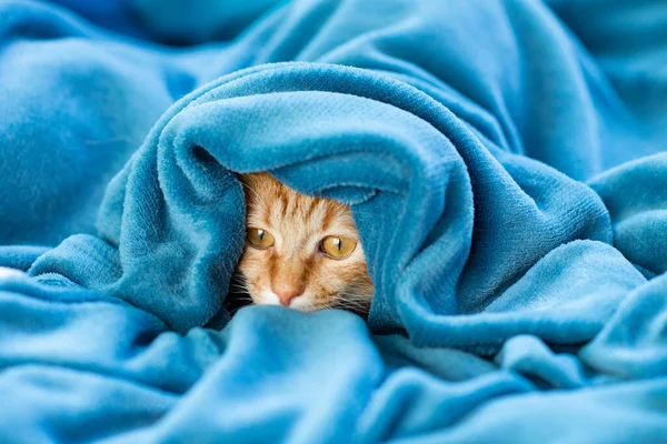 Bonito Jovem Gato Tabby Vermelho Deitado Sofá Espreitando Debaixo Cobertor — Fotografia de Stock