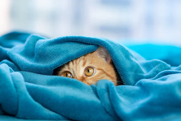 かわいい若い赤いタビー猫はソファに横たわって 毛布の下から見て 家で面白いペット 晴れた日の午後 — ストック写真