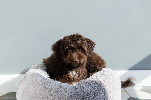 Štěně Odpočívá Doma Roztomilý Designér Plemeno Malý Pes Yorkshire Teriér — Stock fotografie