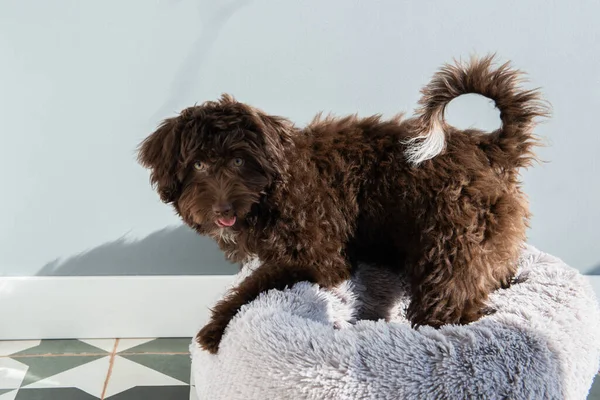 Cachorro Descansa Casa Lindo Diseñador Raza Perrito Yorkshire Terrier Mezcla — Foto de Stock