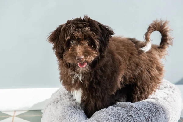 子犬は家にいます かわいいデザイナーは小さな犬 ヨークシャーテリア プードルミックスを繁殖させます 愛らしいペットの屋内肖像画 — ストック写真