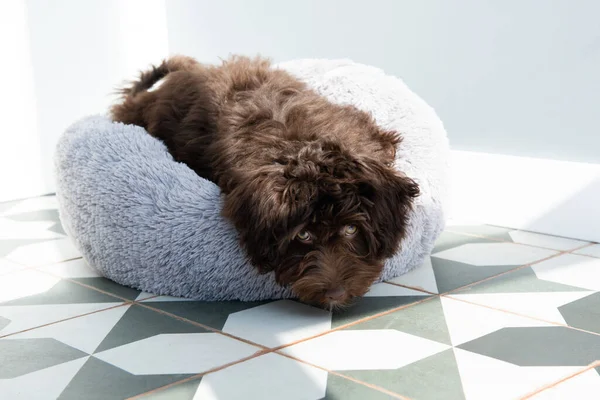 Yavru Köpek Evde Dinleniyor Şirin Tasarımcı Küçük Köpek Yorkshire Teriyeri — Stok fotoğraf