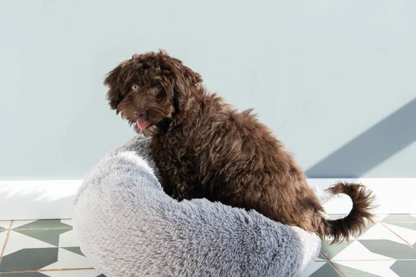 Cachorro Descansa Casa Lindo Diseñador Raza Perrito Yorkshire Terrier Mezcla —  Fotos de Stock