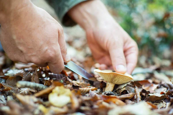 Man Cut Mushrooms Growing Forest Fallen Leaves — Stock Photo, Image