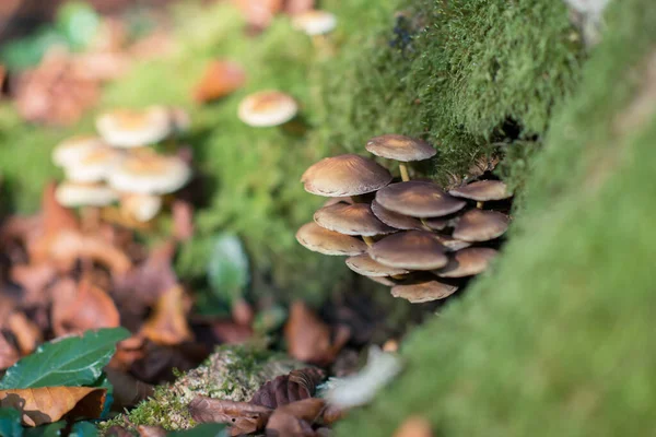 Poisonous Mushroom Growing Forest Pure Poison — Stock Photo, Image