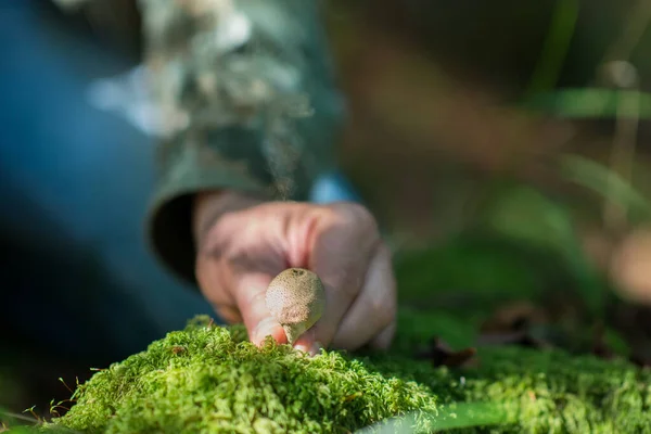 Rain Mushrooms Growing Forest Beautiful Forest Landscape Mushrooms Grow — Stock Photo, Image