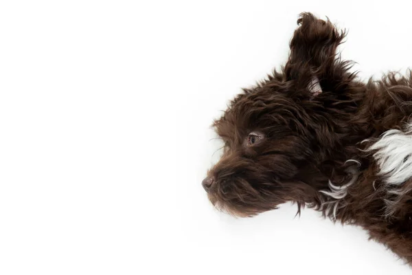 Hund Lustiges Porträt Des Niedlichen Braunen Lockigen Welpen Designerwelpen Mischling — Stockfoto
