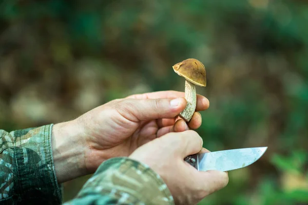 森の中の男性の手で食用キノコ — ストック写真