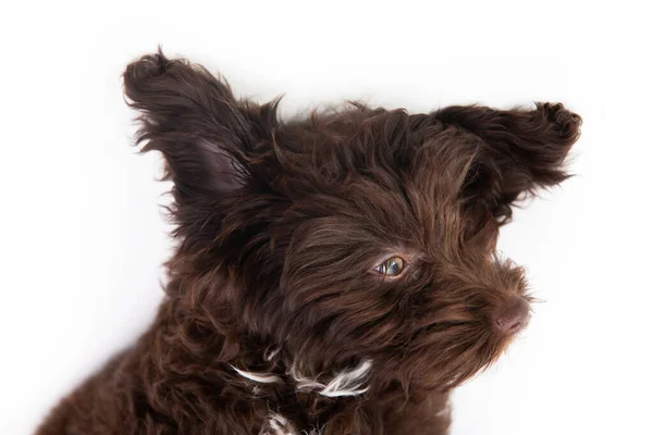 Perro Divertido Retrato Lindo Perrito Rizado Marrón Diseñador Crianza Cachorro — Foto de Stock