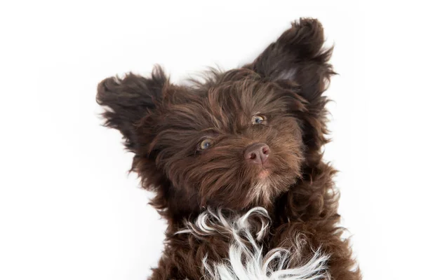 Собака Забавный Портрет Милого Коричневого Кудрявого Щенка Породистый Щенок Смесь — стоковое фото