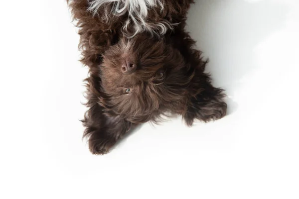 可爱的棕色卷曲小狗的滑稽肖像 设计师养的小狗 约克郡宠物狗和狮子狗的混合 工作室宠物肖像画 白色隔离 — 图库照片