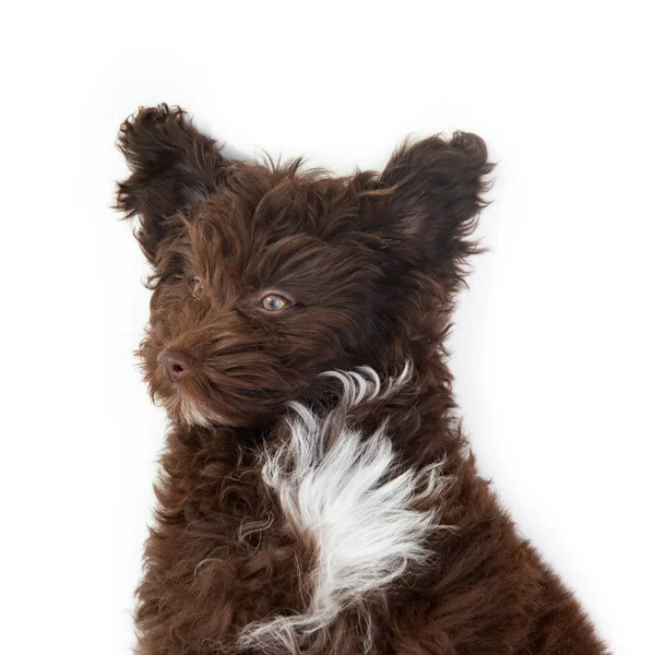 可愛い茶色の巻き子犬の面白い肖像画 デザイナーは 白い上に孤立したヨークシャーのテリアとプール スタジオペットの肖像画の組み合わせを繁殖 — ストック写真