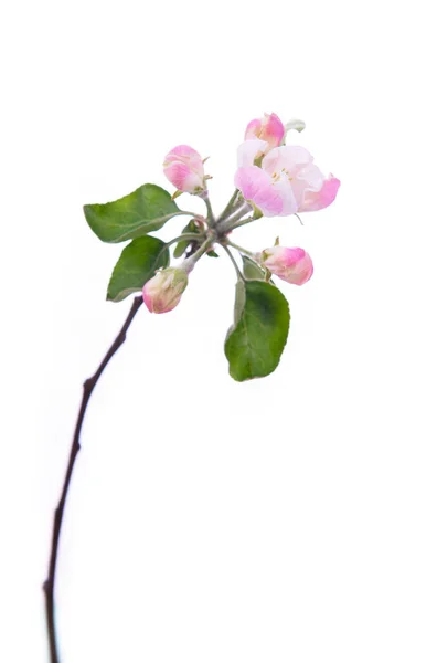 Kwitnąca Gałąź Jabłoni Dużymi Biało Różowymi Kwiatami Zielonymi Liśćmi Wyizolowanymi — Zdjęcie stockowe
