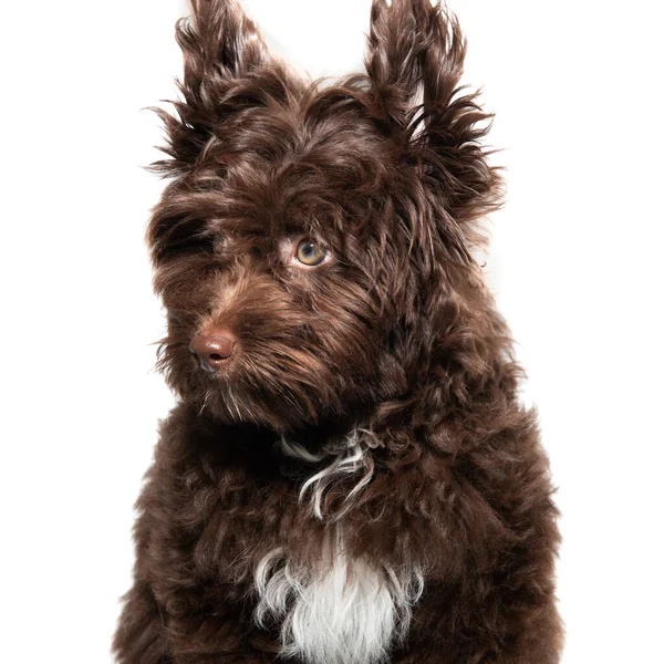 Cute Brown Curly Puppy Maltipu Studio Portrait Isolated White — Stock Photo, Image