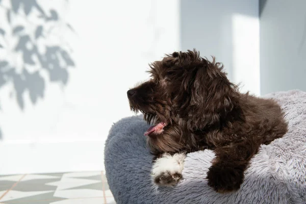 Welpe Ruht Hause Niedliche Designer Züchten Kleine Hunde Yorkshire Terrier — Stockfoto