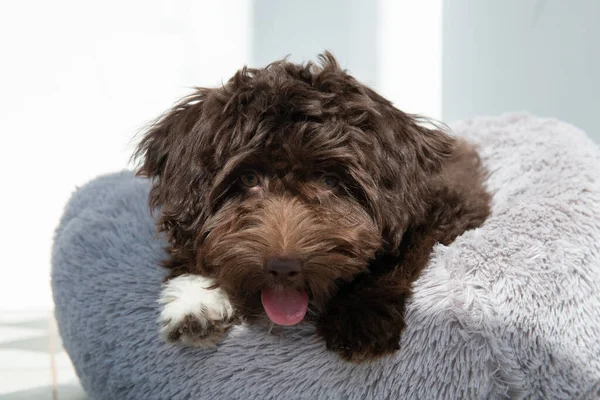 Cachorro Descansa Casa Lindo Diseñador Raza Perrito Yorkshire Terrier Mezcla —  Fotos de Stock