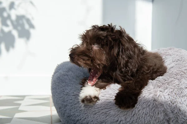 子犬は家にいます かわいいデザイナーは小さな犬 ヨークシャーテリア プードルミックスを繁殖させます 愛らしいペットのヤーンや笑い 屋内の肖像画 — ストック写真