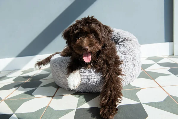 Szczeniak Odpoczywa Domu Cute Projektant Rasy Mały Pies Yorkshire Terrier — Zdjęcie stockowe