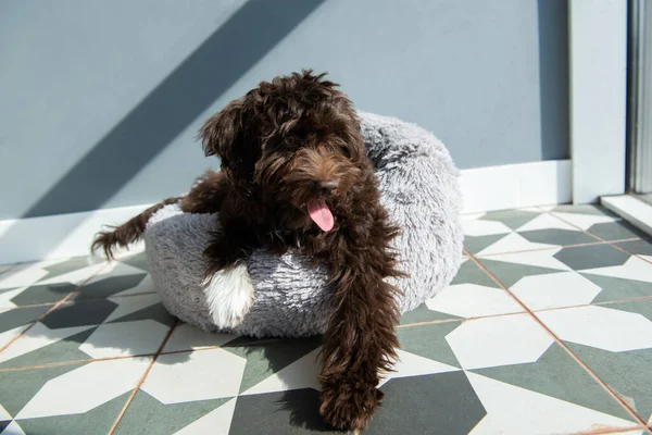 子犬は家にいます かわいいデザイナーは小さな犬 ヨークシャーテリア プードルミックスを繁殖させます 愛らしいペットの屋内肖像画 — ストック写真