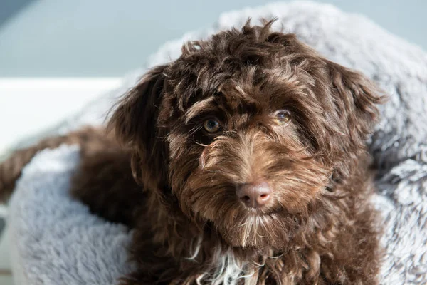 Cucciolo Riposa Casa Grazioso Designer Razza Piccolo Cane Yorkshire Terrier — Foto Stock