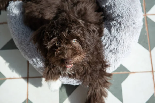 Szczeniak Odpoczywa Domu Cute Projektant Rasy Mały Pies Yorkshire Terrier — Zdjęcie stockowe