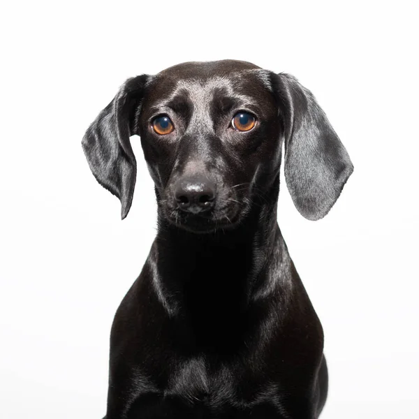 Маленькая Чёрная Собака Позирует Белом Фоне Крытый Портрет Прелестного Питомца — стоковое фото