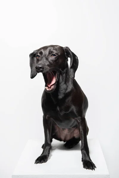 Malý Černý Pes Pózující Bílém Pozadí Vnitřní Portrét Rozkošného Mazlíčka — Stock fotografie