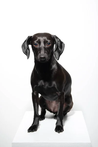 Perro Negro Posando Sobre Fondo Blanco Retrato Interior Mascota Adorable — Foto de Stock