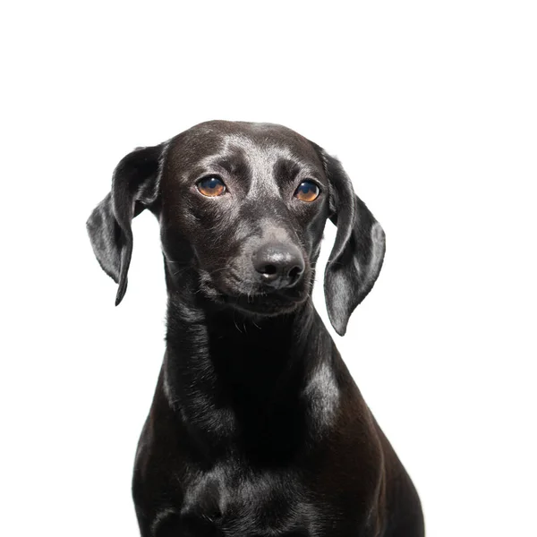 Piccolo Cane Nero Posa Sfondo Bianco Ritratto Interno Dell Adorabile — Foto Stock