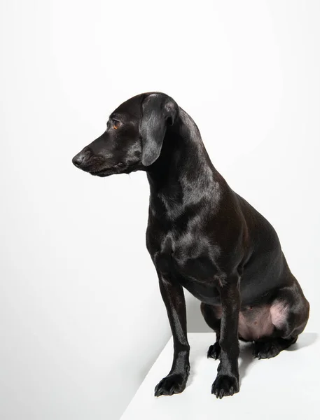 Маленькая Чёрная Собака Позирует Белом Фоне Крытый Портрет Прелестного Питомца — стоковое фото