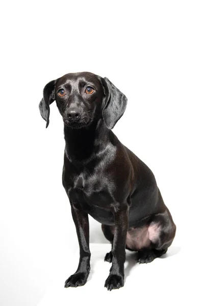 Perro Negro Posando Sobre Fondo Blanco Retrato Interior Mascota Adorable —  Fotos de Stock