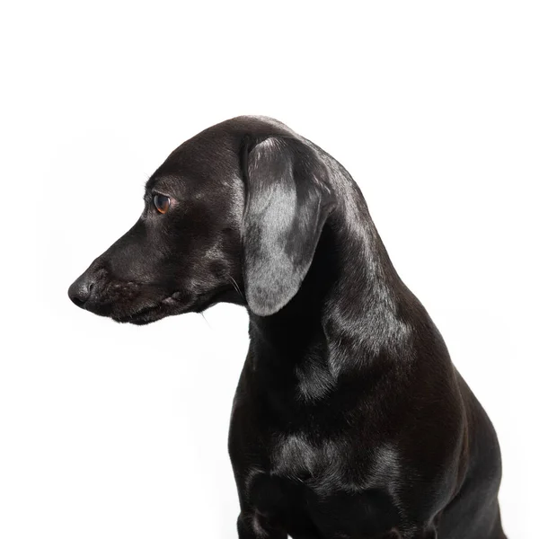 Piccolo Cane Nero Posa Sfondo Bianco Ritratto Interno Profilo Adorabile — Foto Stock