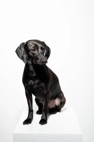 Kleiner Schwarzer Hund Posiert Vor Weißem Hintergrund Liebenswertes Haustier Porträt — Stockfoto