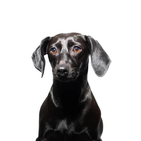 Mały Czarny Pies Pozujący Białym Tle Portret Uroczego Zwierzaka — Zdjęcie stockowe