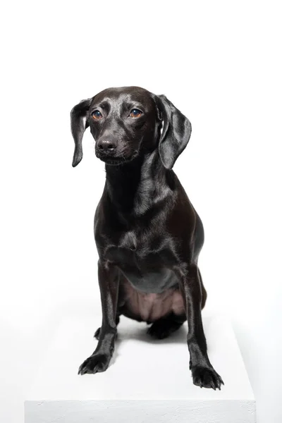白い背景に小さな黒い犬がポーズをとっている 愛らしいペットの屋内肖像画 — ストック写真