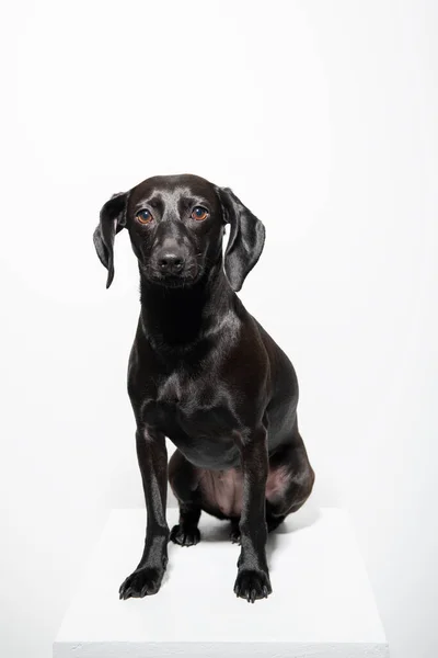 Beyaz Arka Planda Poz Veren Küçük Siyah Köpek Hayvanının Sevimli — Stok fotoğraf