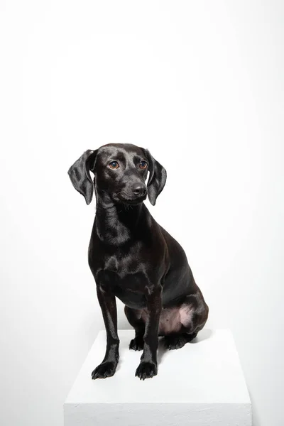 白い背景に小さな黒い犬がポーズをとっている 愛らしいペットの屋内肖像画 — ストック写真
