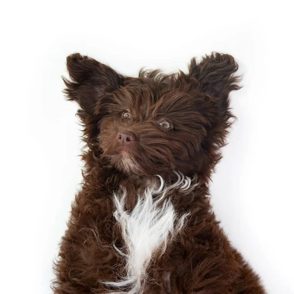 Pies Zabawny Portret Uroczego Brązowego Kręconego Szczeniaka Projektant Rasy Szczeniak — Zdjęcie stockowe