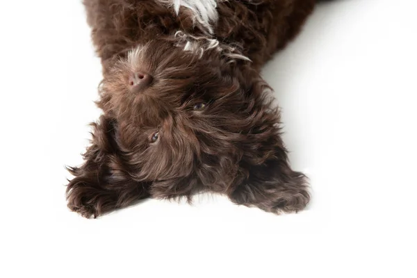 可爱的棕色卷曲小狗的滑稽肖像 设计师养的小狗 约克郡宠物狗和狮子狗的混合 工作室宠物肖像画 白色隔离 — 图库照片