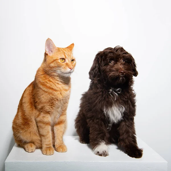 Cute Brown Curly Puppy Maltipu Young Red Tabby Kitty Sitting — Stock Photo, Image