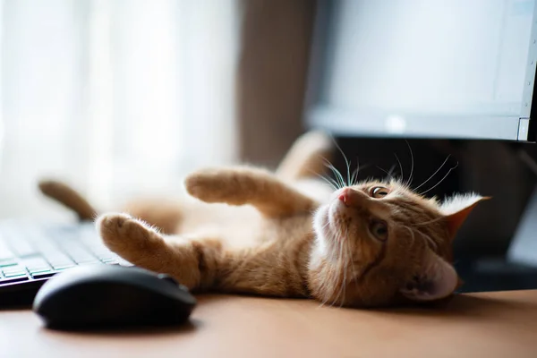 Χαριτωμένο Τζίντζερ Tabby Γάτα Καλά Ταϊσμένη Και Ικανοποιημένη Κοιμάται Στο — Φωτογραφία Αρχείου