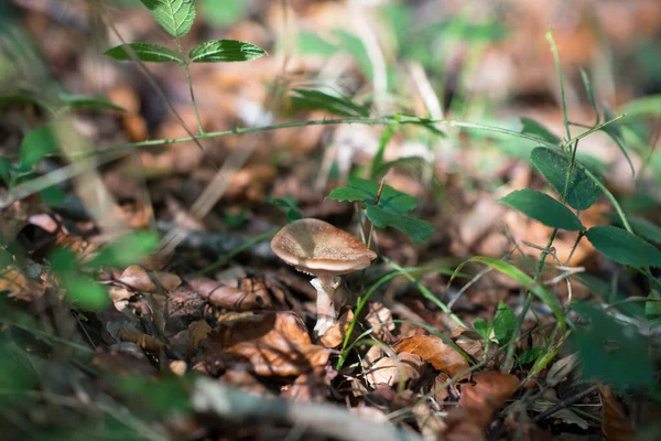 Champiñones Creciendo Entre Hierba Las Hojas Caídas Bosque Otoño Enfoque — Foto de Stock