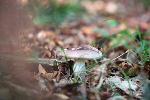 Mushroom Growing Grass Fallen Leaves Autumn Forest Soft Focus — Stock Photo, Image