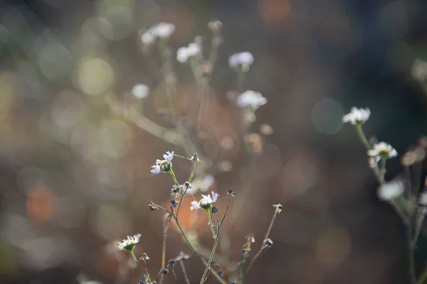Přírodní Měkké Krásné Pozadí Podzimní Trávou Květinami Slunečného Dne Měkké — Stock fotografie