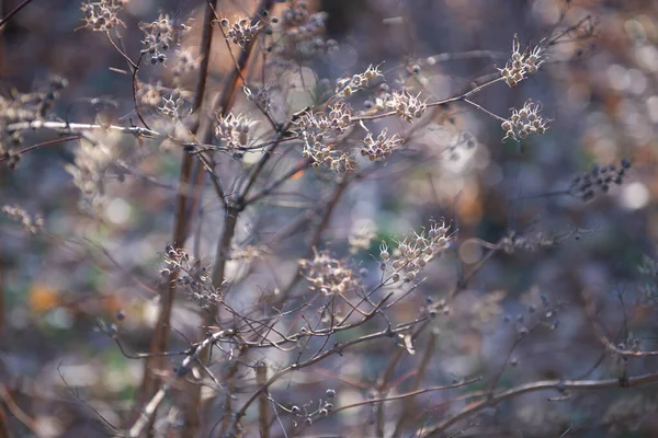 葉のない乾燥した枝 自然の美しい背景 11月の自然の野性化 — ストック写真