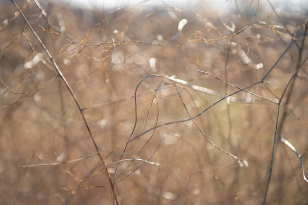 Suché Větve Bez Listí Přírodní Sot Krásné Zázemí Vadnutí Přírody — Stock fotografie