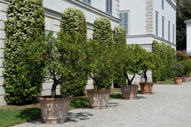 Portakal ağaçları saksıda, villa Melzi 'de park, baharda harika manzaralar ve güzel bitkiler, ilkbaharda doğa güzelliği, İtalya, Lombardiya