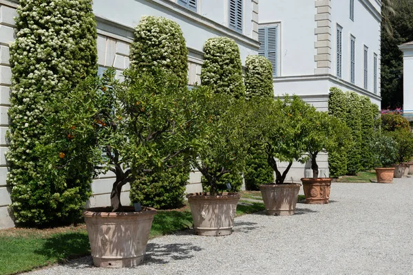 Orange Trees Potted Park Villa Melzi Great Landscaping Beautiful Plants — Stock Photo, Image