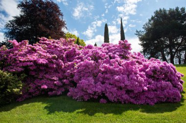 Azalea çalılığı çiçek açıyor. Canlı pembe çiçekler, ilkbaharda doğadaki güzellik.